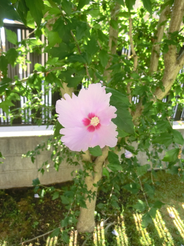 f:id:umryuyanagi104:20120907143312j:image:w360:right