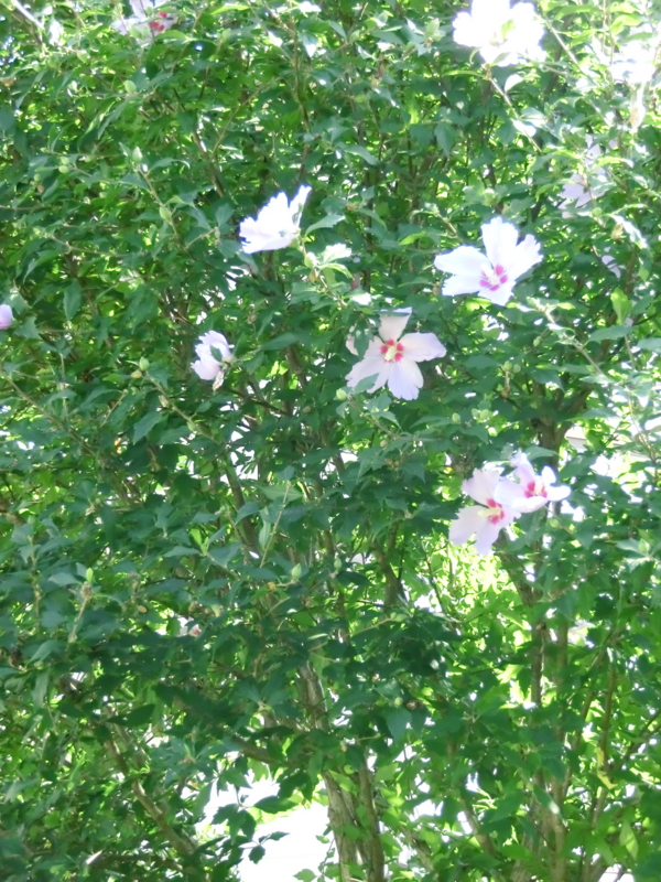 f:id:umryuyanagi104:20120907143353j:image:w360:left