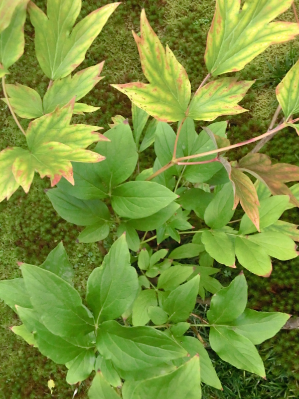 f:id:umryuyanagi104:20120913061503j:image:w360:left