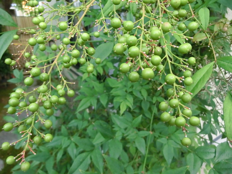 f:id:umryuyanagi104:20120913061829j:image:w360:right