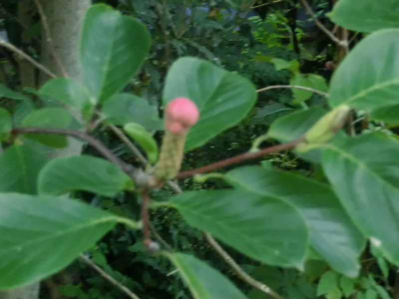 f:id:umryuyanagi104:20120913062351j:image:w360:right