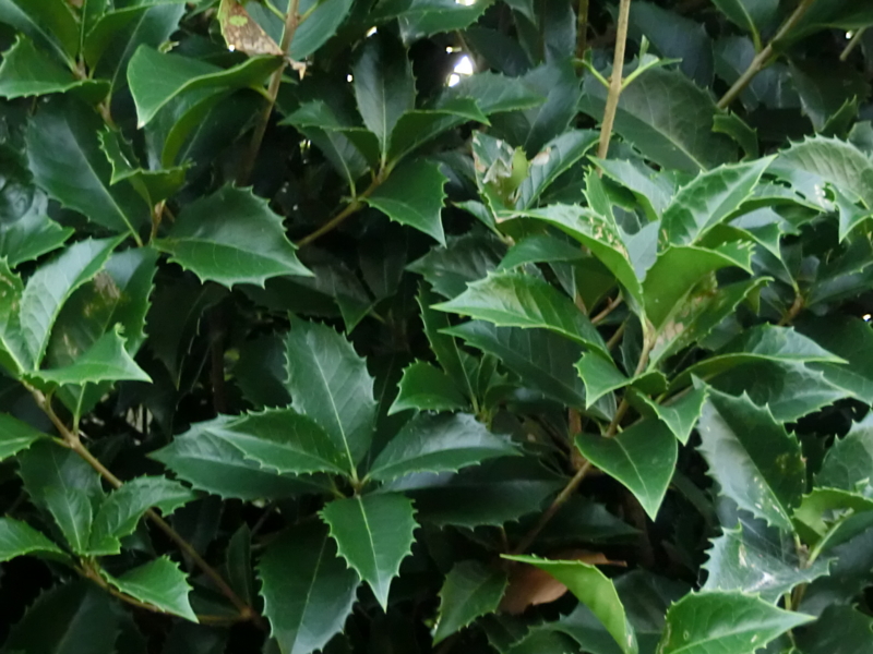 f:id:umryuyanagi104:20120913062531j:image:w360:left
