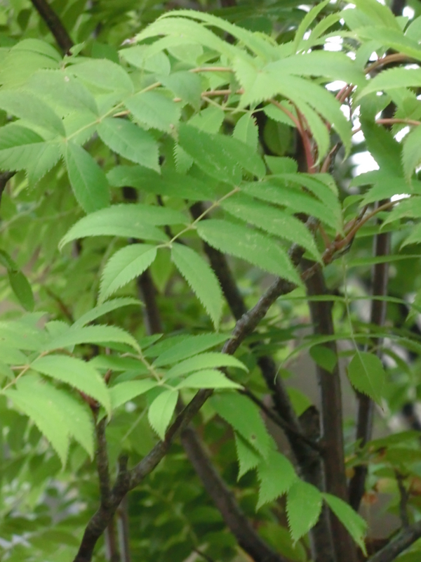 f:id:umryuyanagi104:20120913062559j:image:w360:right