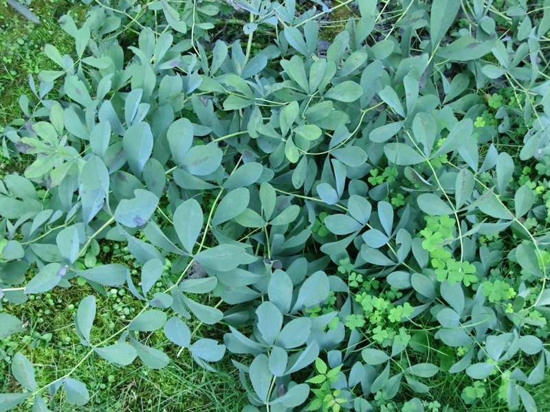 f:id:umryuyanagi104:20120913064634j:image:w360:right