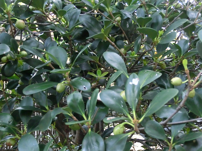 f:id:umryuyanagi104:20120913065019j:image:w360:right