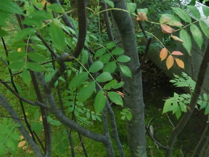 f:id:umryuyanagi104:20120913065052j:image:w360:left