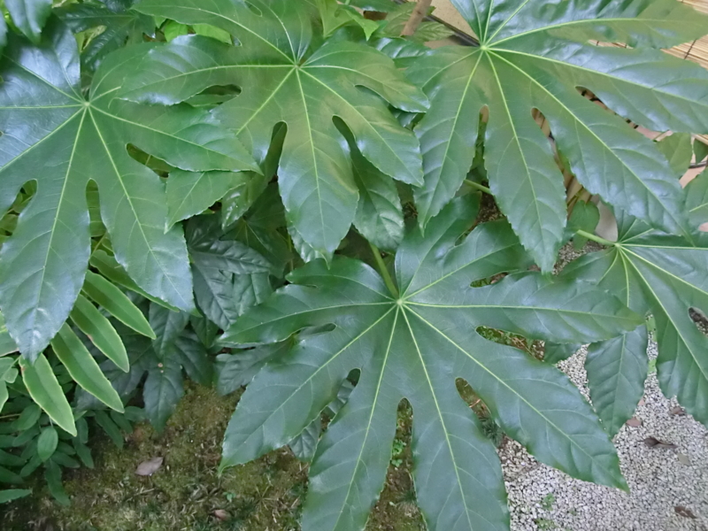 f:id:umryuyanagi104:20120913070710j:image:w360:right