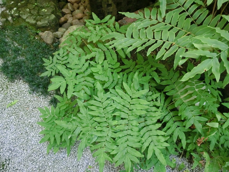 f:id:umryuyanagi104:20120913070741j:image:w360:left