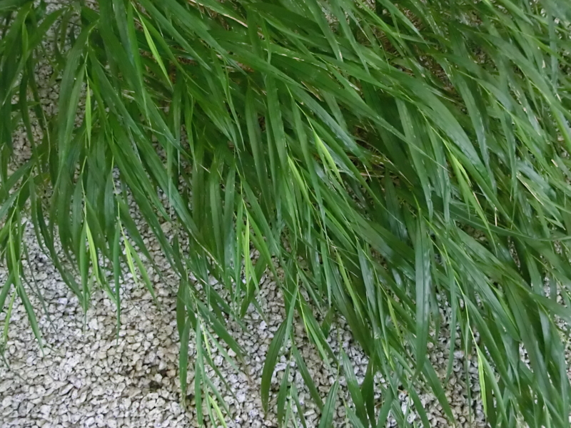 f:id:umryuyanagi104:20120913071008j:image:w360:left