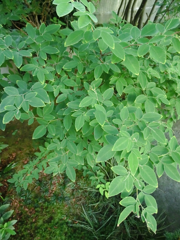 f:id:umryuyanagi104:20120913075349j:image:w360:right