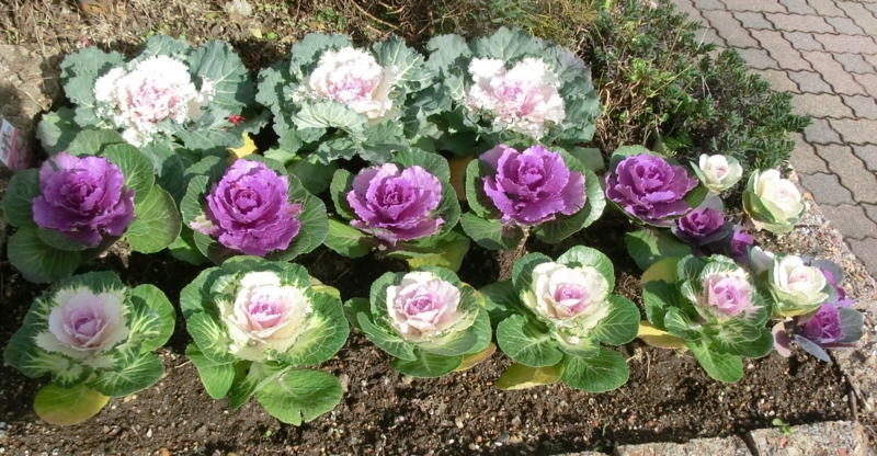 f:id:umryuyanagi104:20121128124639j:image:w360