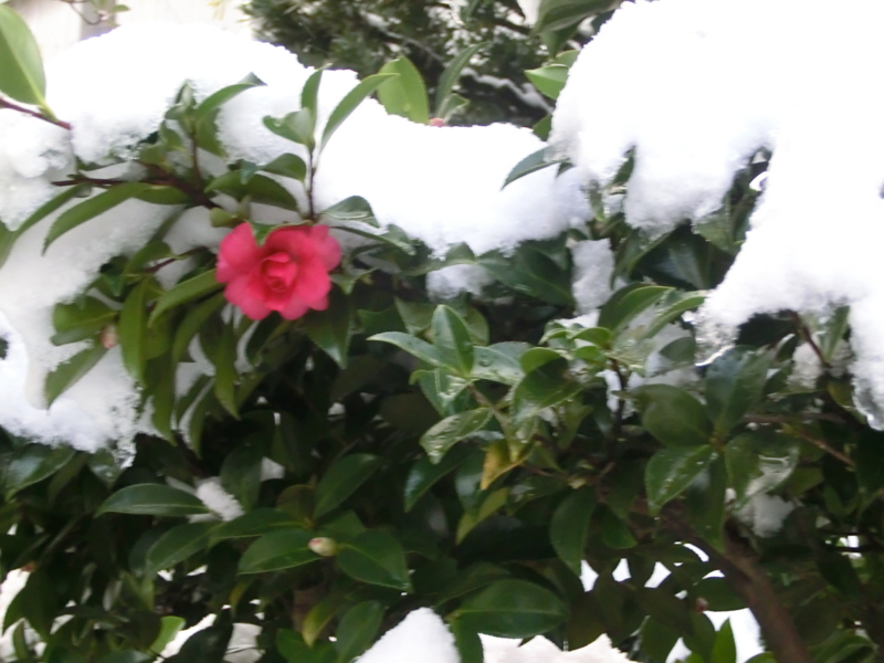 f:id:umryuyanagi104:20130118162941j:image:w360