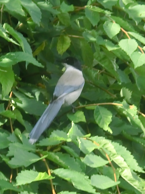 f:id:umryuyanagi104:20130623072358j:image:w360