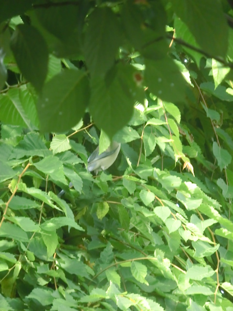 f:id:umryuyanagi104:20130623072408j:image:w360