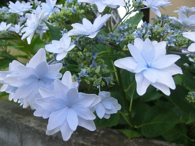 f:id:umryuyanagi104:20130623191910j:image:w360