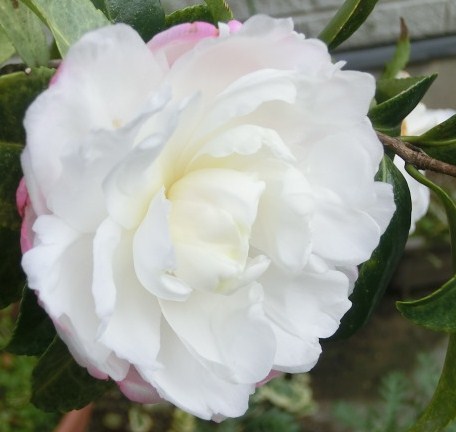 f:id:umryuyanagi104:20131205131507j:image:w360