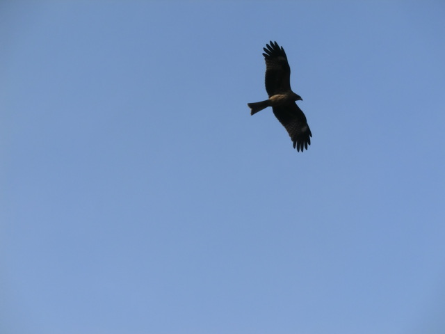 f:id:umryuyanagi104:20140118102228j:image:w360