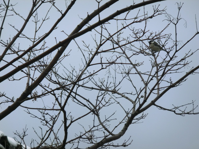 f:id:umryuyanagi104:20140119154352j:image:w360