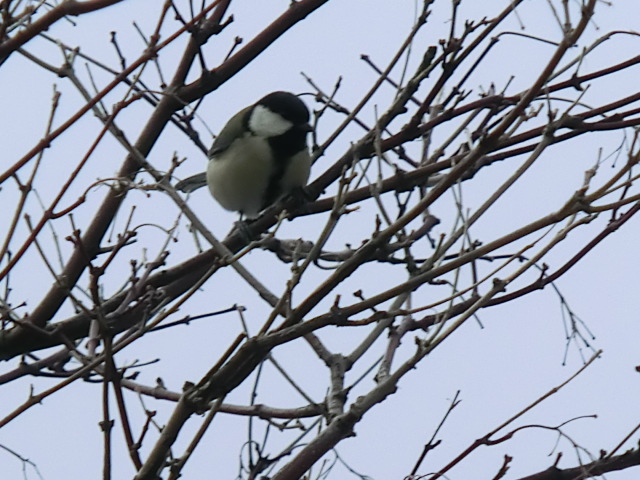 f:id:umryuyanagi104:20140119154401j:image:w360