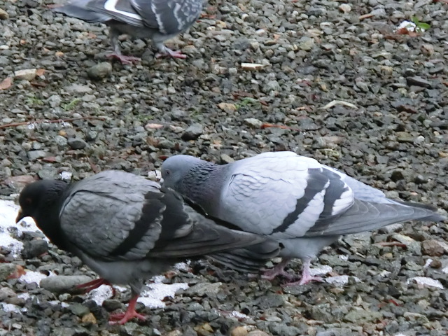 f:id:umryuyanagi104:20140120121521j:image:w360