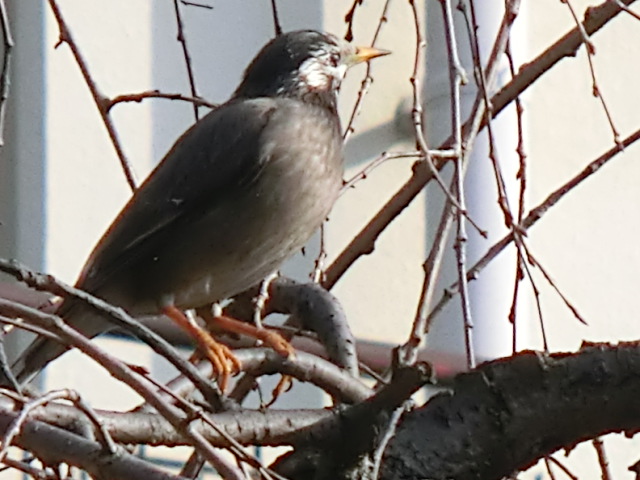 f:id:umryuyanagi104:20140201094553j:image:w360