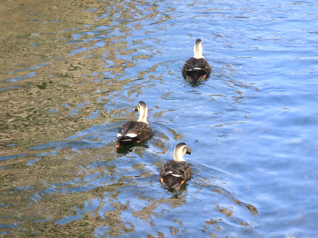 f:id:umryuyanagi104:20140224090750j:image:w360