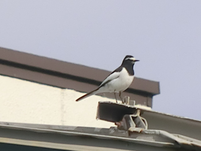 f:id:umryuyanagi104:20140303150054j:image:w360