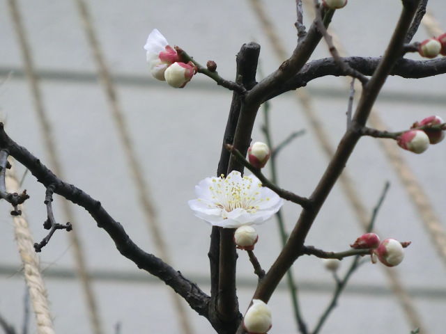 f:id:umryuyanagi104:20140304165434j:image:w360