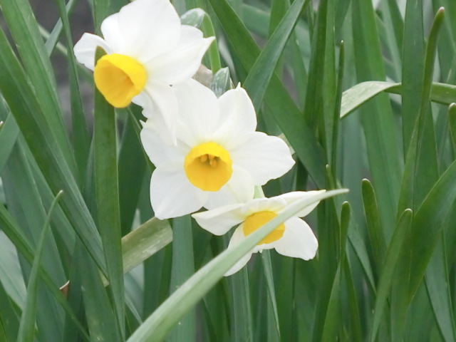 f:id:umryuyanagi104:20140304165551j:image:w360