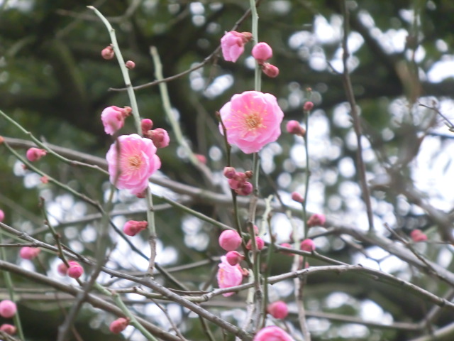 f:id:umryuyanagi104:20140304170311j:image:w360