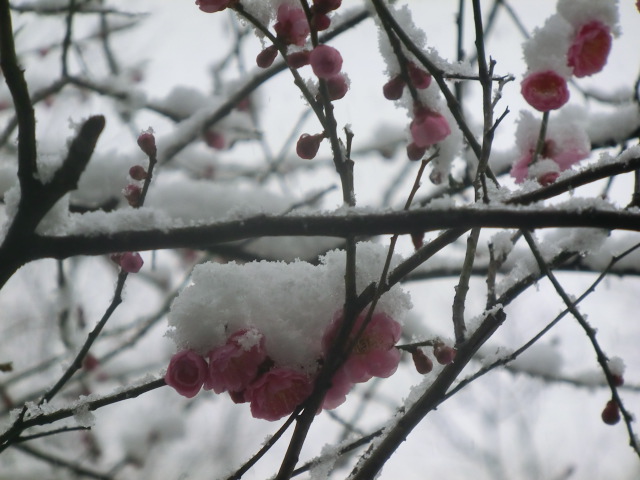 f:id:umryuyanagi104:20140308094217j:image:w360 f:id:umryuyanagi104:20140308094217j:image:w360