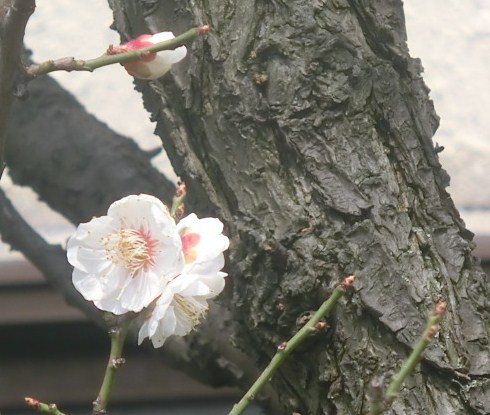 f:id:umryuyanagi104:20140312123131j:image:w360