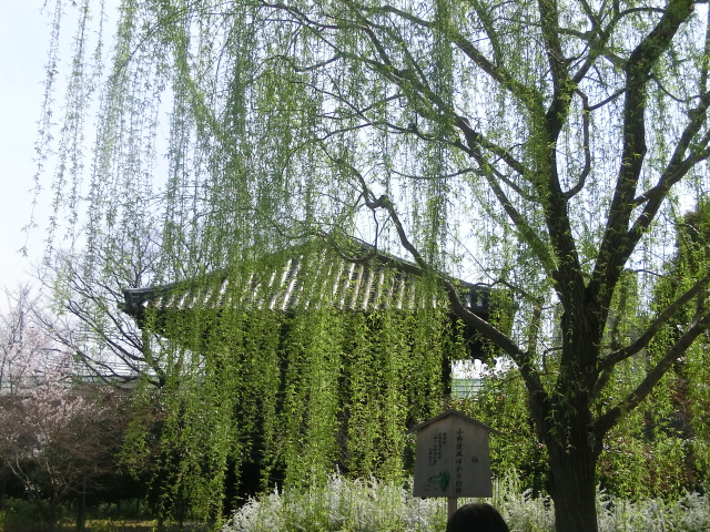 f:id:umryuyanagi104:20140402093357j:image:w360