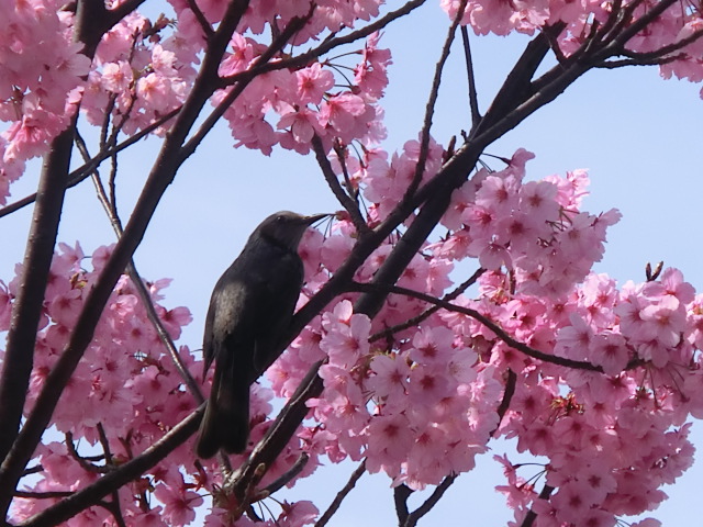 f:id:umryuyanagi104:20140402102150j:image:w360