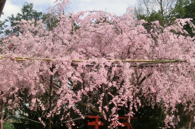 f:id:umryuyanagi104:20140402132501j:image:w360
