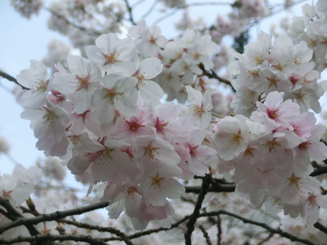 f:id:umryuyanagi104:20140402135516j:image:w360