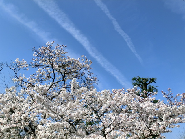 f:id:umryuyanagi104:20140403091622j:image:w360