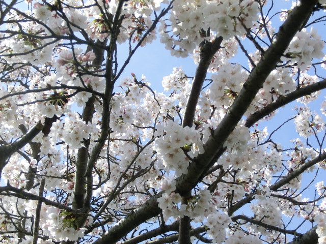 f:id:umryuyanagi104:20140403101305j:image:w360