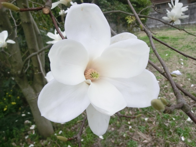 f:id:umryuyanagi104:20140403164914j:image:w360