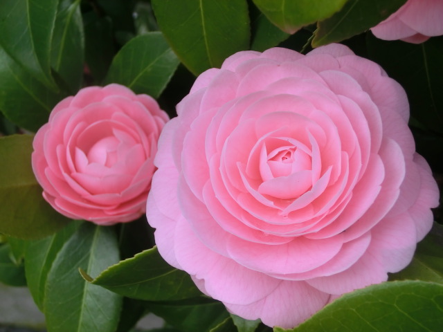 f:id:umryuyanagi104:20140405092154j:image:w360
