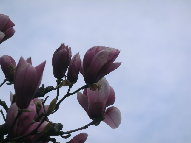 f:id:umryuyanagi104:20140405092614j:image:w360