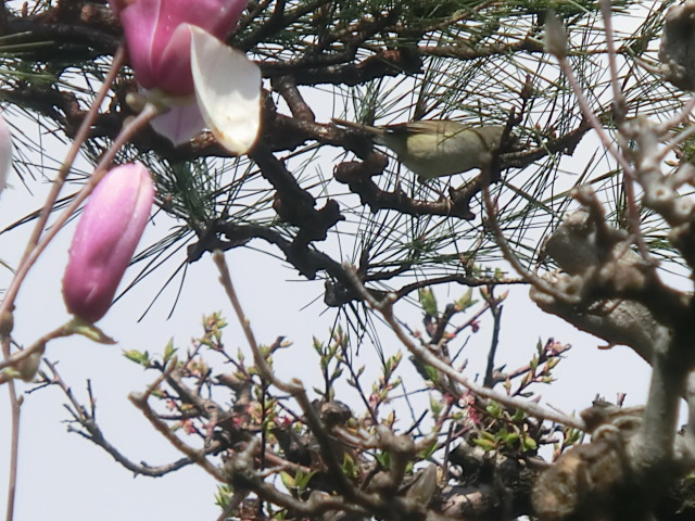 f:id:umryuyanagi104:20140406125139j:image:w360