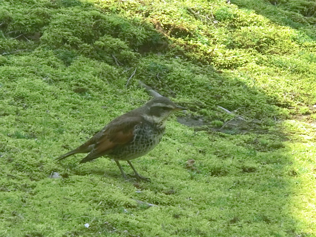 f:id:umryuyanagi104:20140407103718j:image:w360