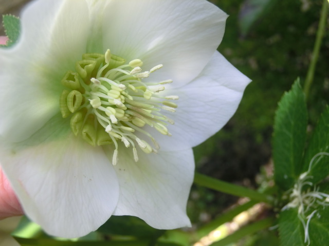 f:id:umryuyanagi104:20140407104350j:image:w360