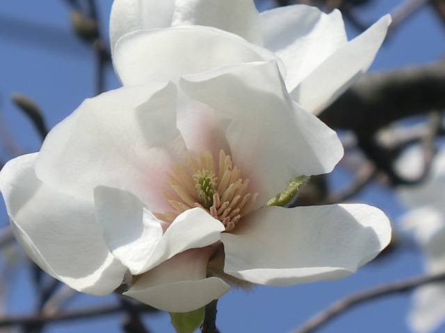 f:id:umryuyanagi104:20140407104553j:image:w360