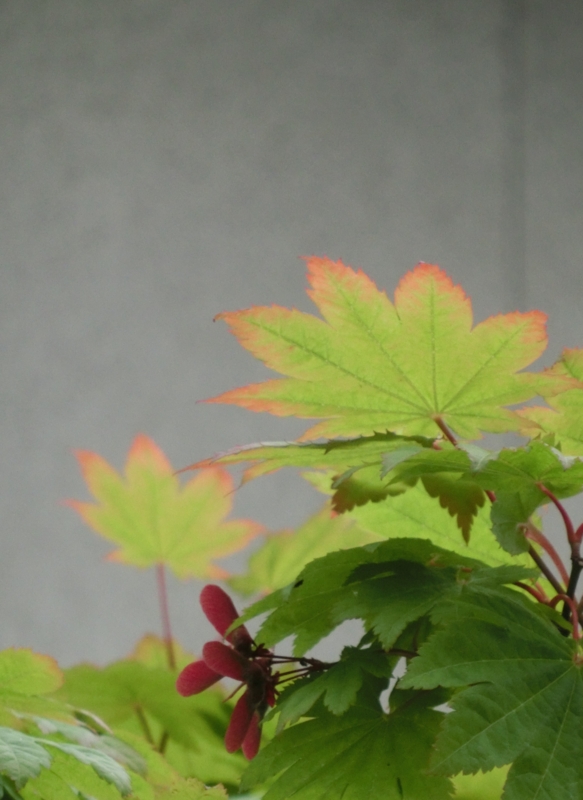 f:id:umryuyanagi104:20140526080422j:image:w360