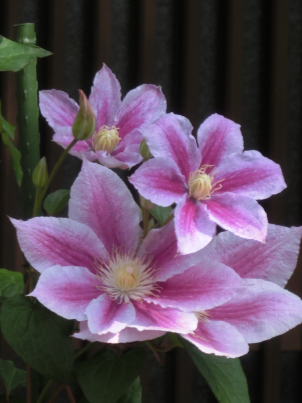 f:id:umryuyanagi104:20140530074803j:image:w360