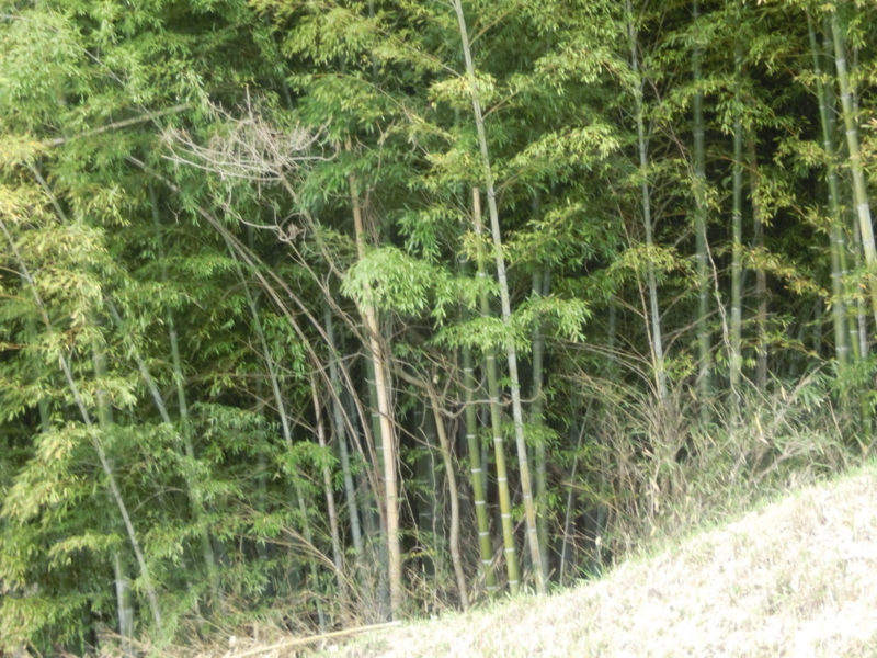 f:id:umryuyanagi104:20150403110052j:image:w360
