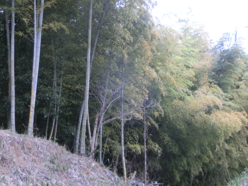 f:id:umryuyanagi104:20150403110102j:image:w360