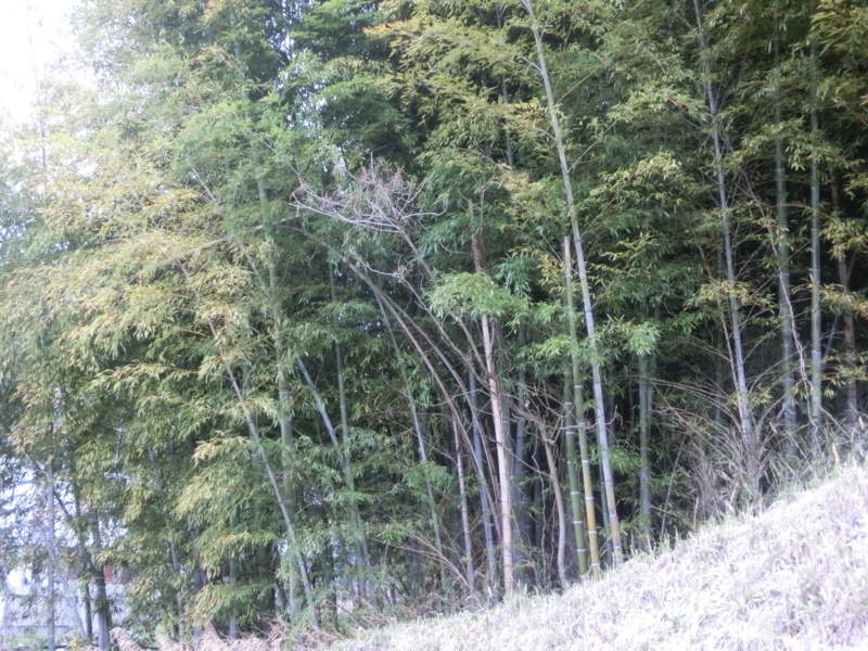 f:id:umryuyanagi104:20150403110128j:image:w360